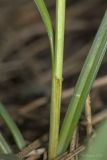 View full-size image Carex cuspidata