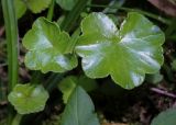 View full-size image Hydrocotyle ranunculoides