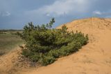 View full-size image Pinus sylvestris