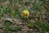 View full-size image Fritillaria ophioglossifolia