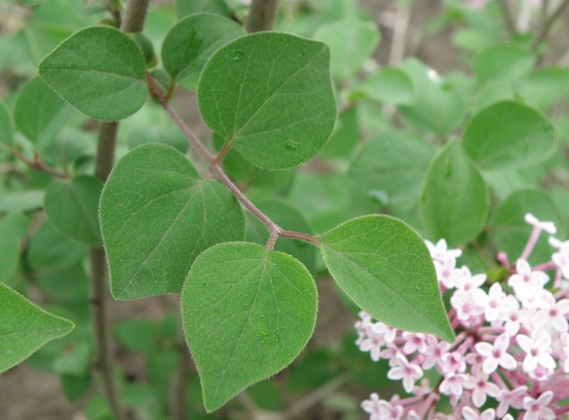 Image of Syringa meyeri specimen.