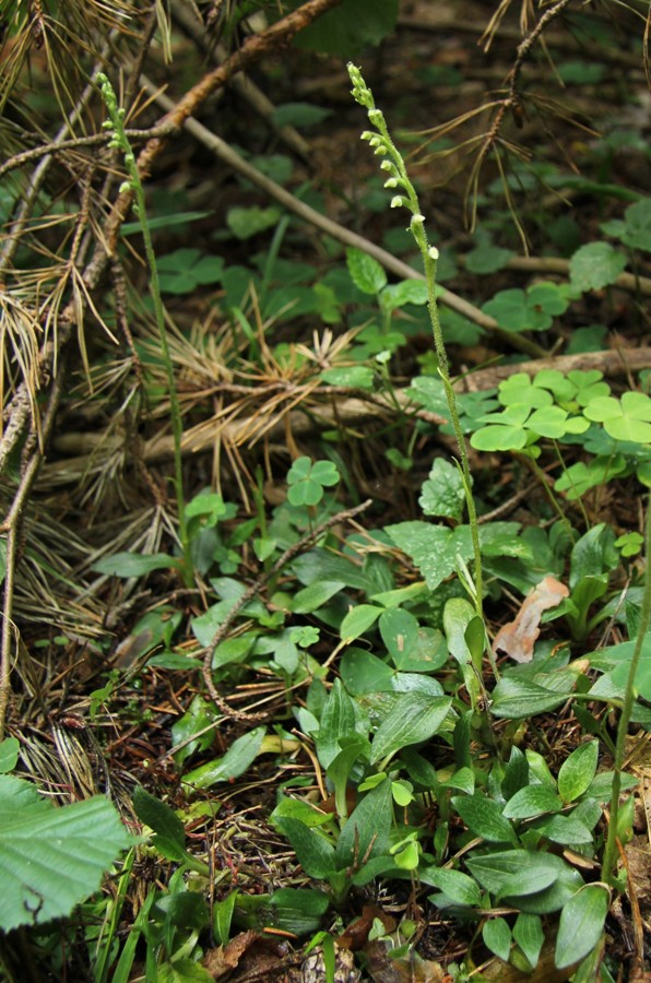 Image of Goodyera repens specimen.