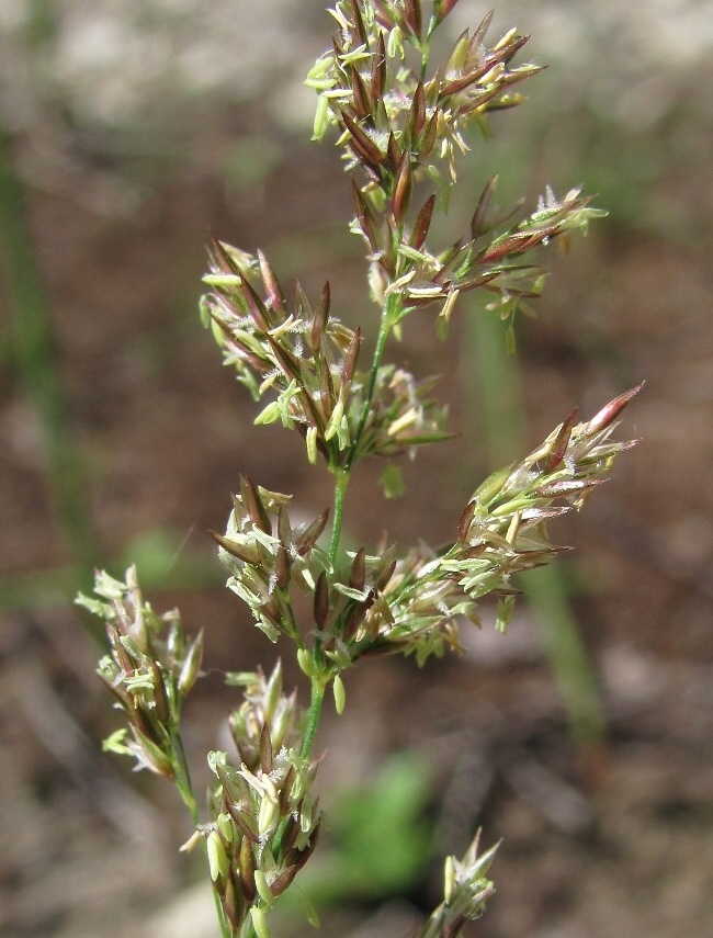 Image of Agrostis stolonifera specimen.