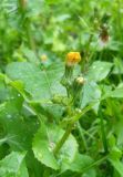 Sonchus oleraceus