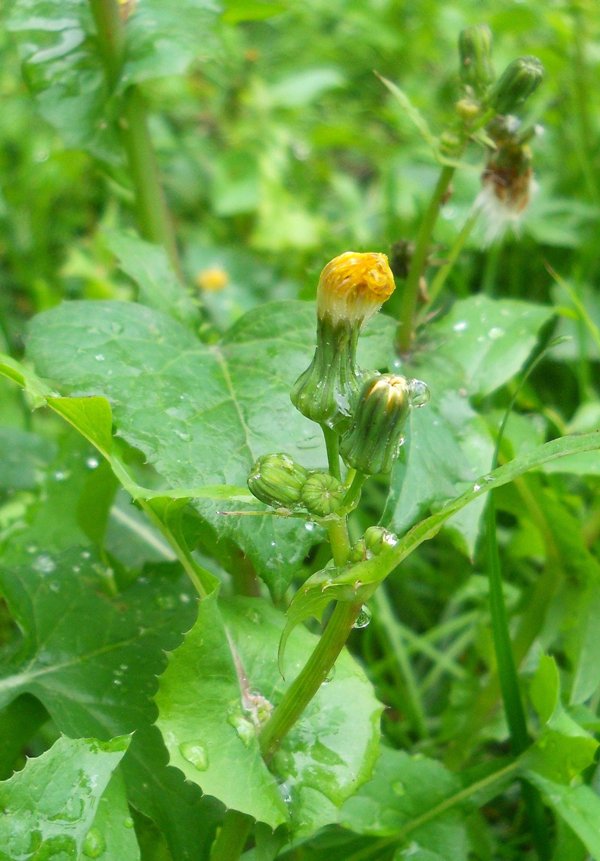 Изображение особи Sonchus oleraceus.