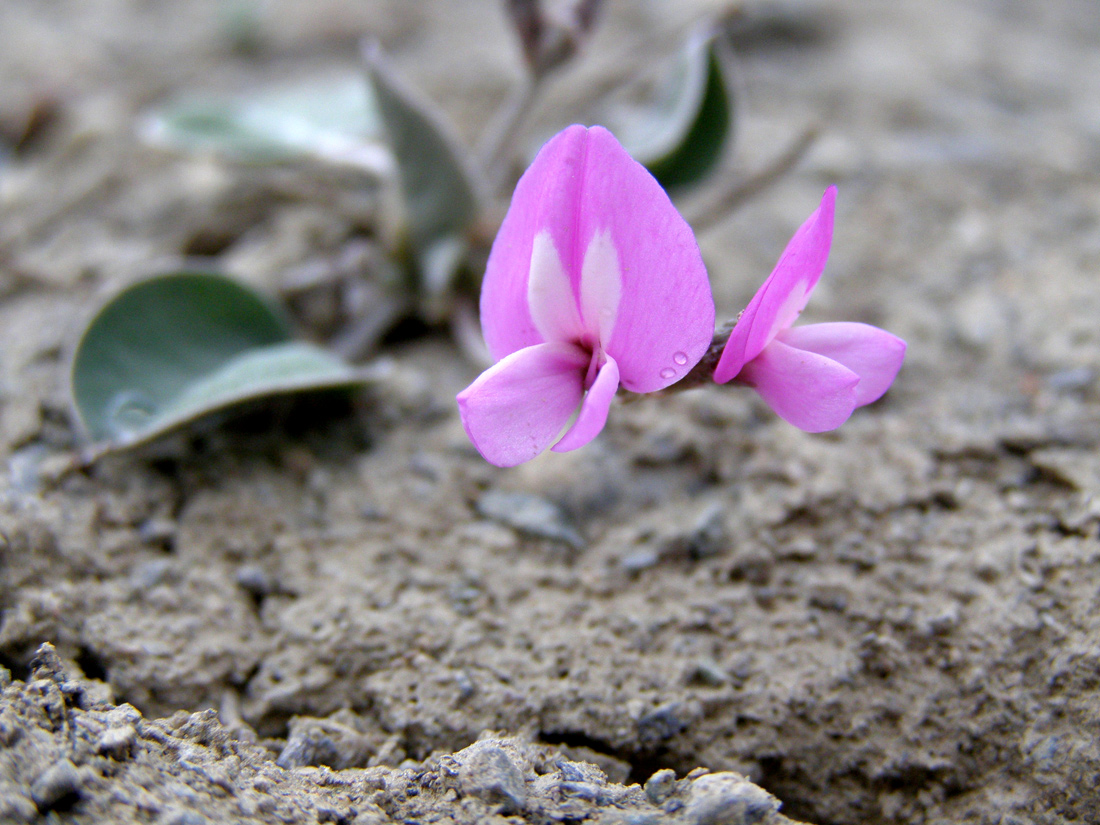 Image of Gueldenstaedtia monophylla specimen.