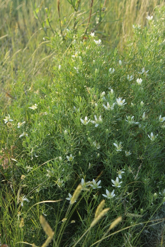 Image of Peganum harmala specimen.