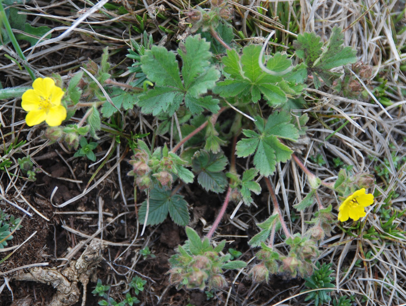 Image of Potentilla depressa specimen.