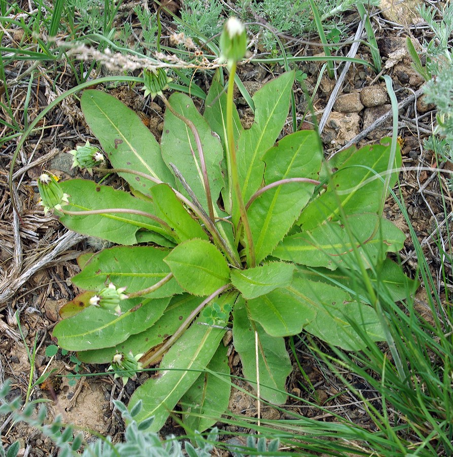 Image of Taraxacum karatavicum specimen.