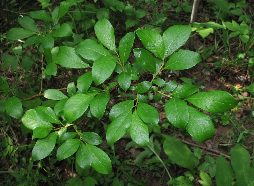 Image of Salix &times; livescens specimen.