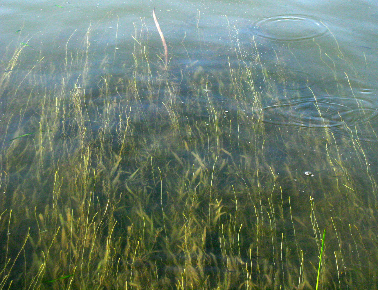 Image of Vallisneria spiralis specimen.