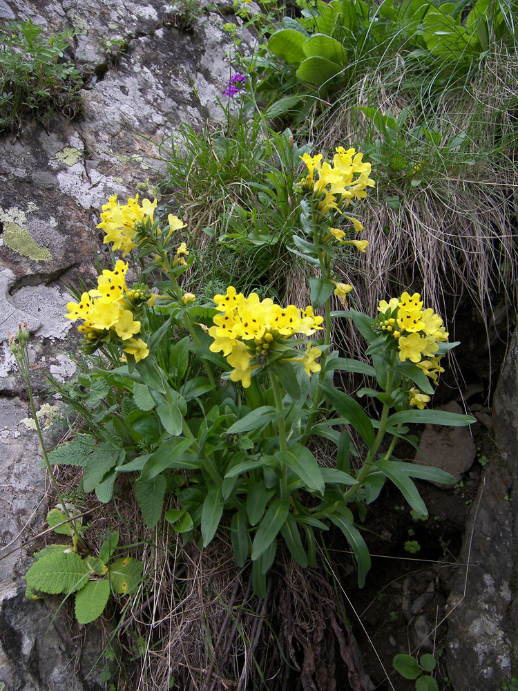 Image of Huynhia pulchra specimen.