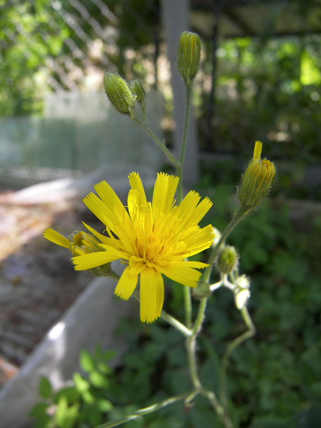 Изображение особи Hieracium maculatum.