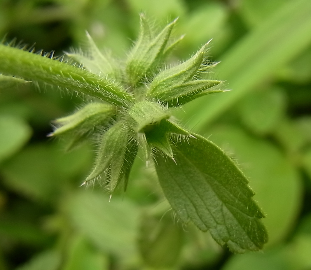 Image of Stachys arvensis specimen.