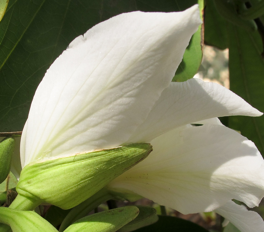 Image of Bauhinia variegata specimen.