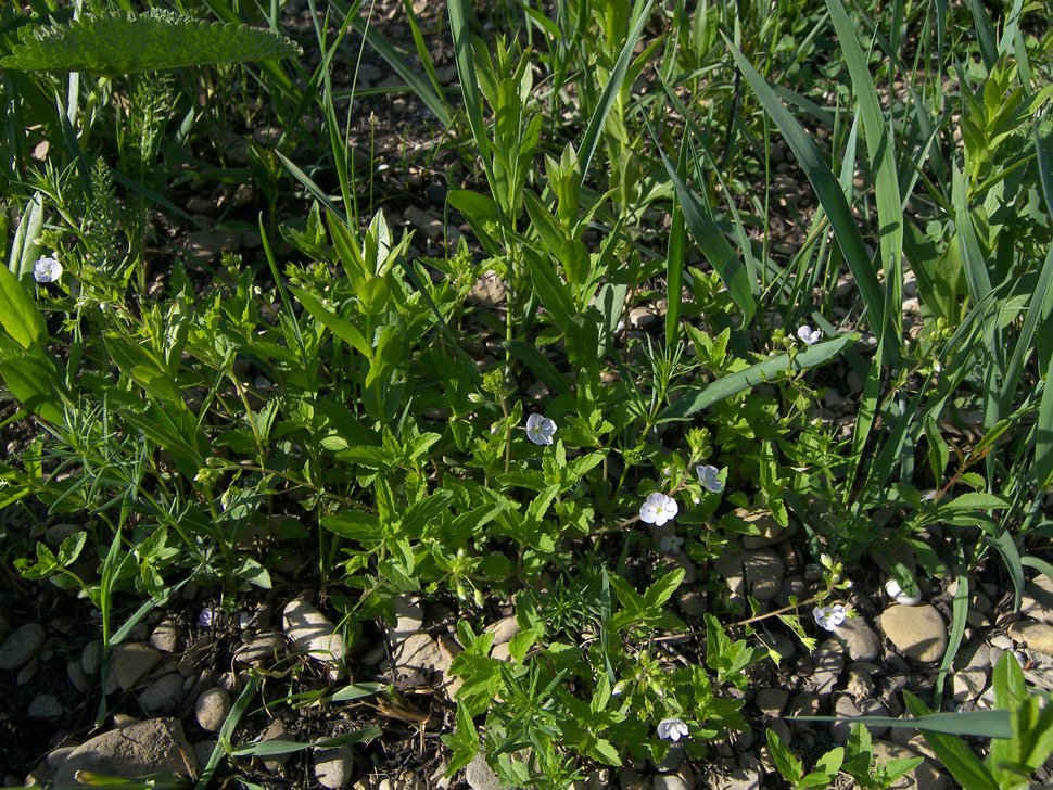 Image of Veronica peduncularis specimen.