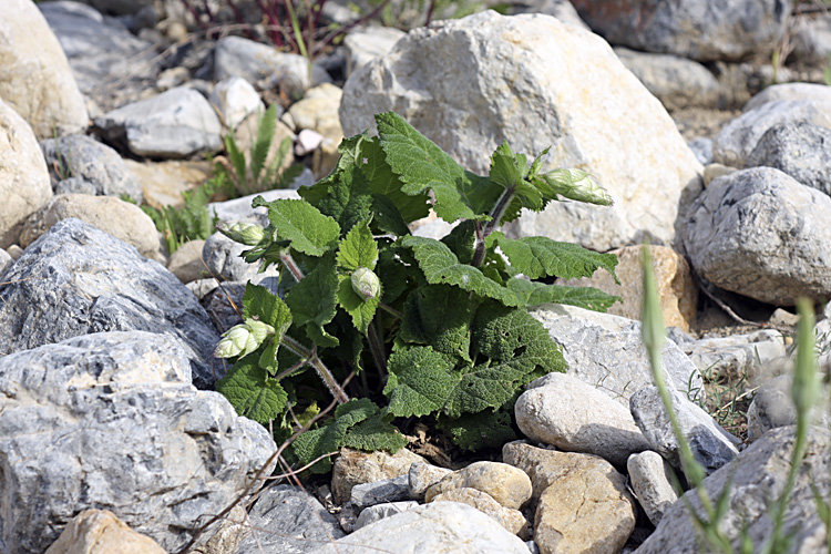 Image of Salvia sclarea specimen.