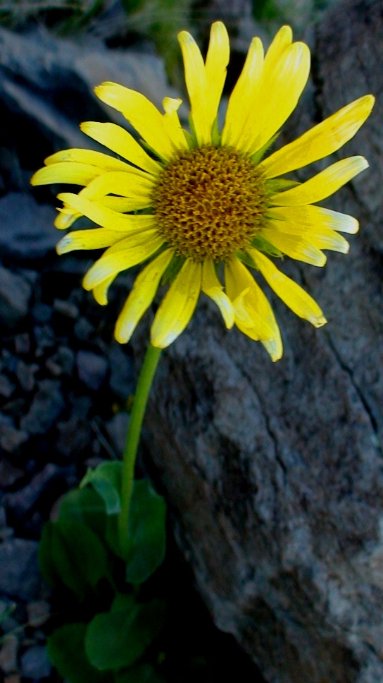 Image of Doronicum oblongifolium specimen.