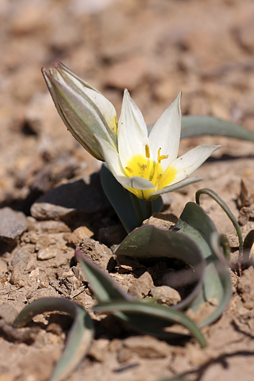 Изображение особи Tulipa turkestanica.