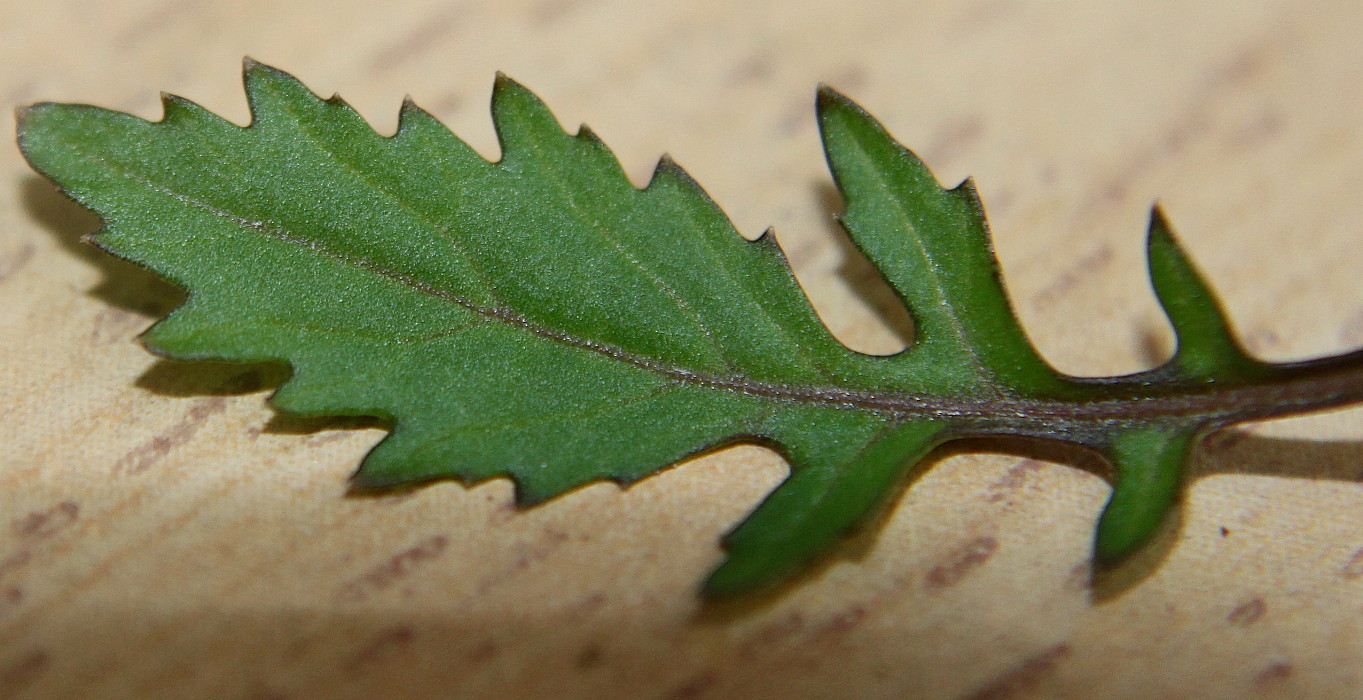 Image of Rorippa palustris specimen.