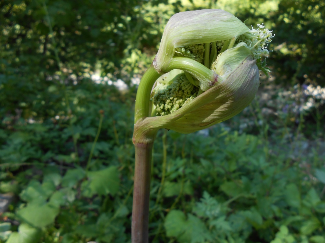 Изображение особи Angelica sylvestris.