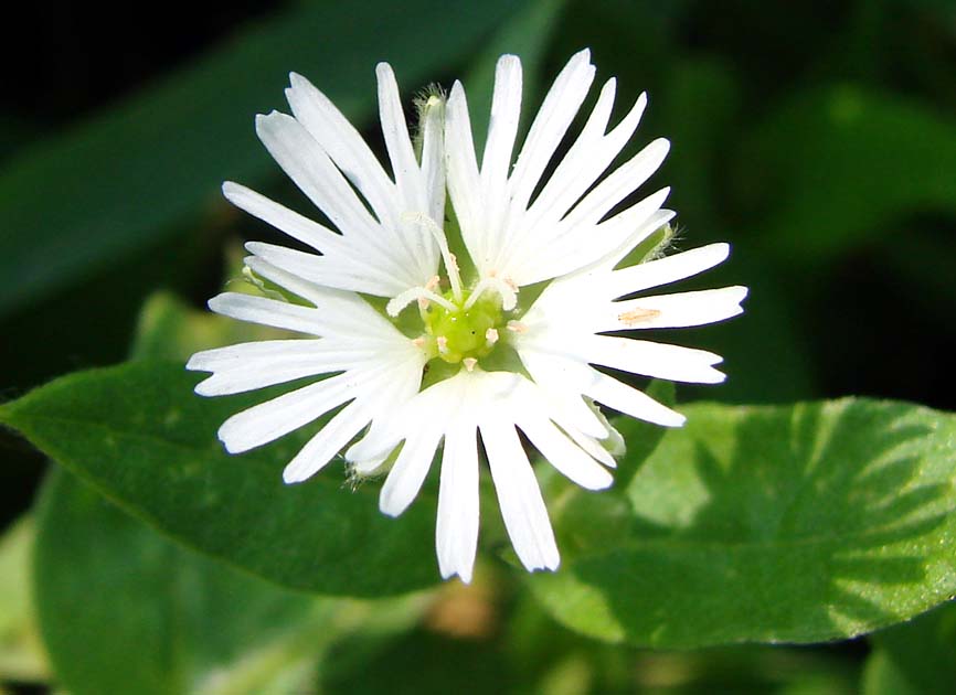 Image of Fimbripetalum radians specimen.