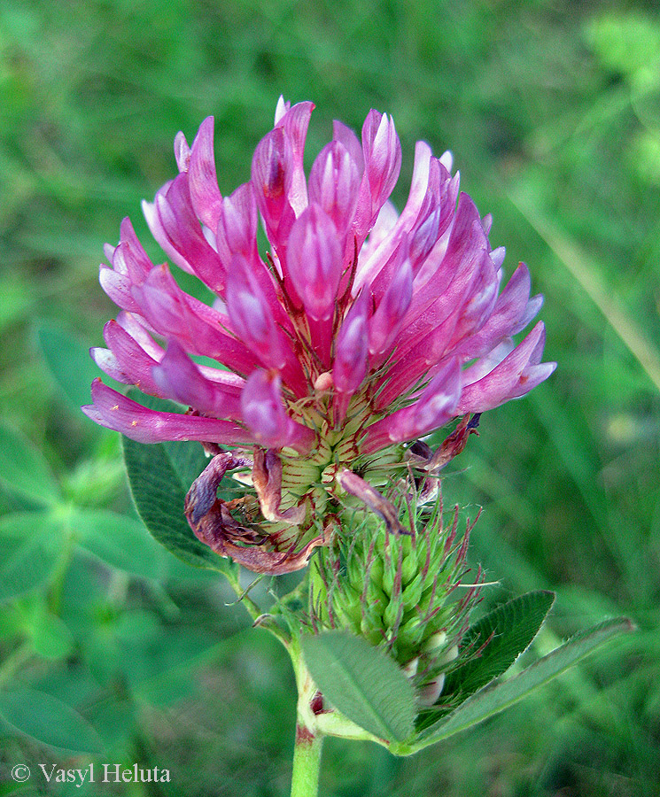 Image of Trifolium medium specimen.