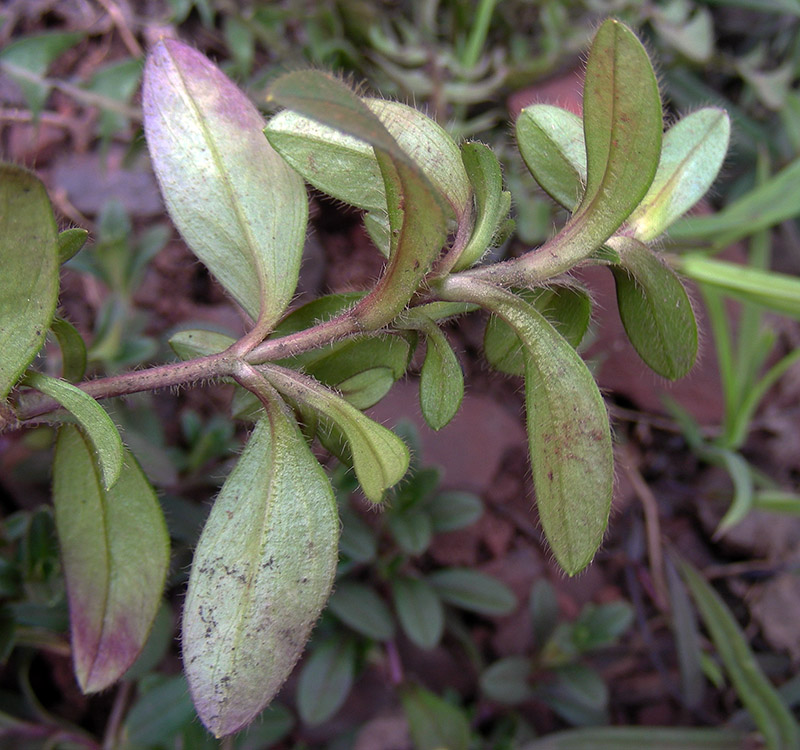 Изображение особи Cerastium holosteoides.