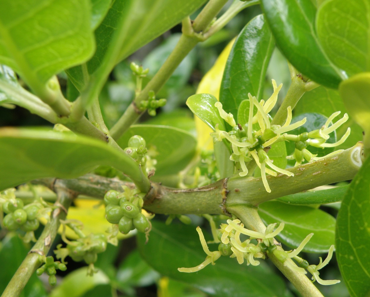 Image of Coprosma repens specimen.