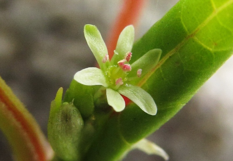 Image of Fagopyrum tataricum specimen.