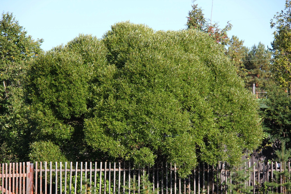 Image of Salix fragilis var. sphaerica specimen.