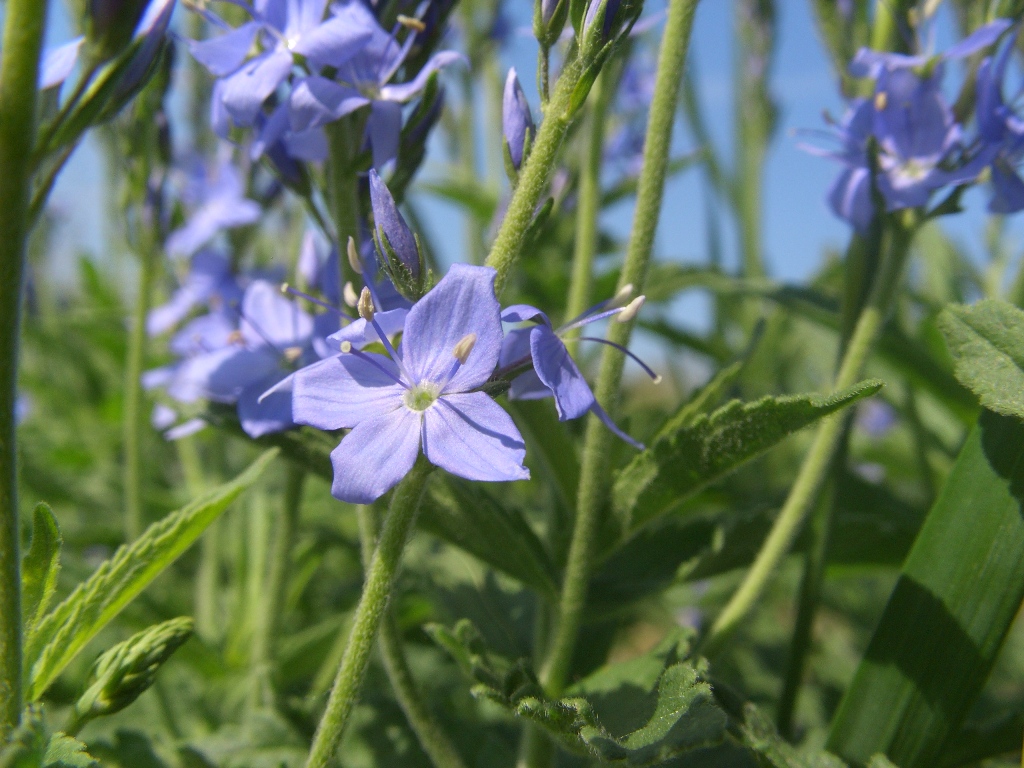 Изображение особи Veronica teucrium.