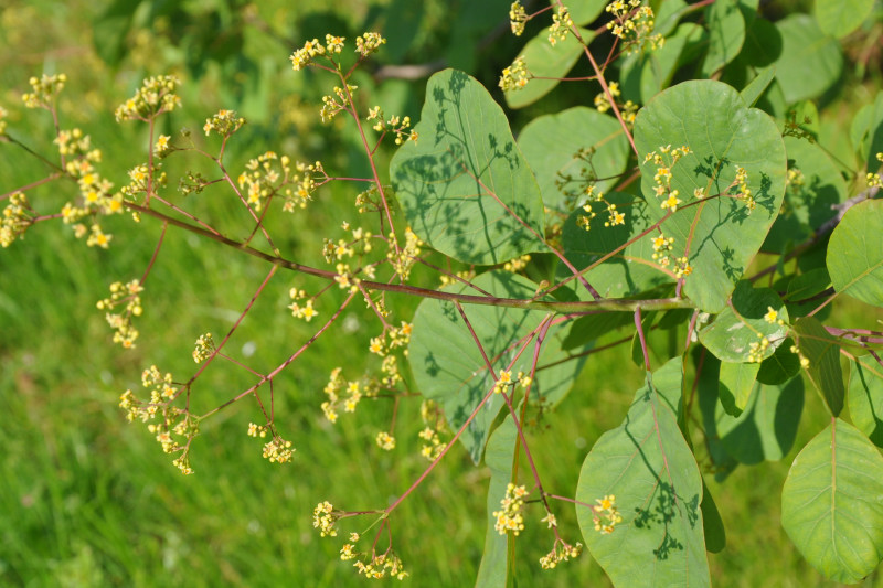 Image of Cotinus coggygria specimen.