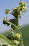 Chenopodium album