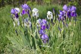 Iris florentina. Цветущие растения в дендропарке. Черноморское побережье Кавказа, окрестности Суджукской лагуны. 3 мая 2012 г.