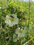 Rosa spinosissima. Побег с цветками. Краснодарский край, кручи над р. Эльбузд, 17.05.2008.