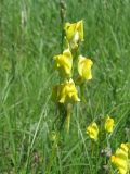 Linaria macroura