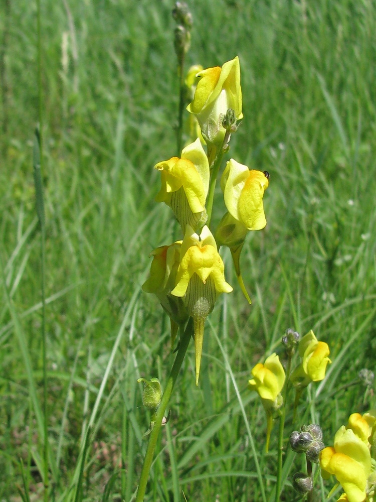 Image of Linaria macroura specimen.