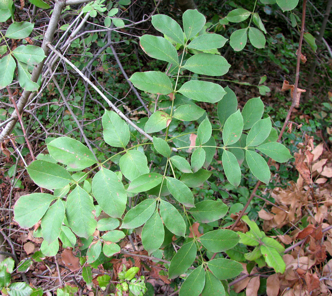 Изображение особи Fraxinus ornus.