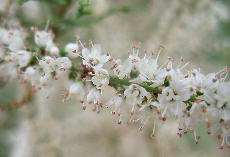 Image of genus Tamarix specimen.