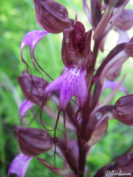 Изображение особи Himantoglossum comperianum.