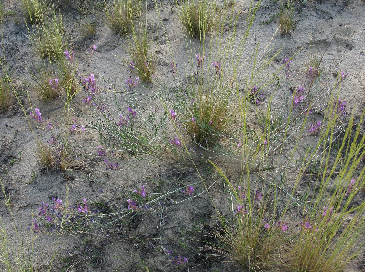 Image of Astragalus varius specimen.