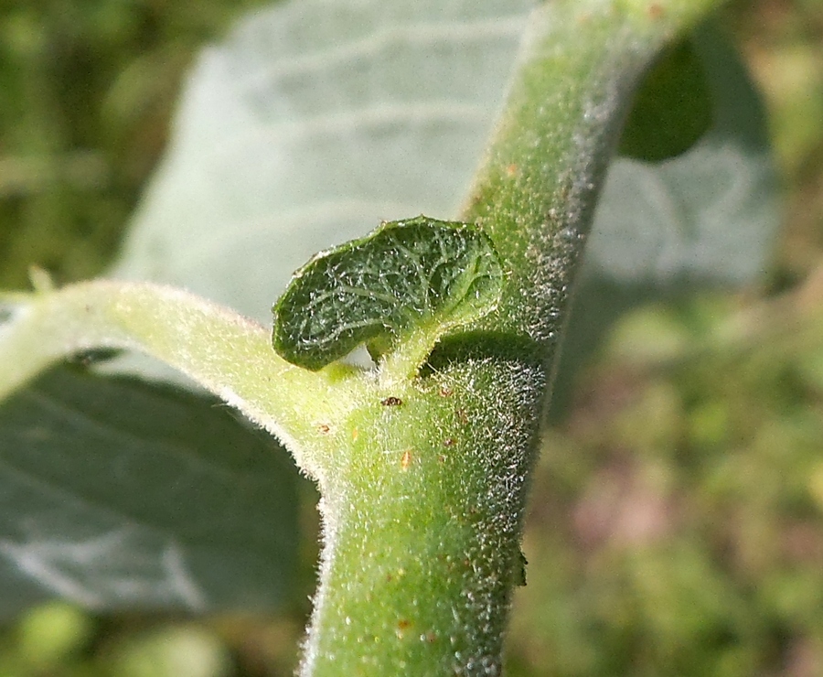 Image of Salix caprea specimen.