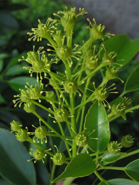 Image of Trochodendron aralioides specimen.