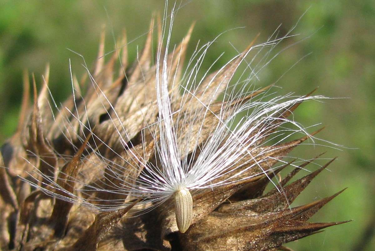 Image of Carduus thoermeri specimen.