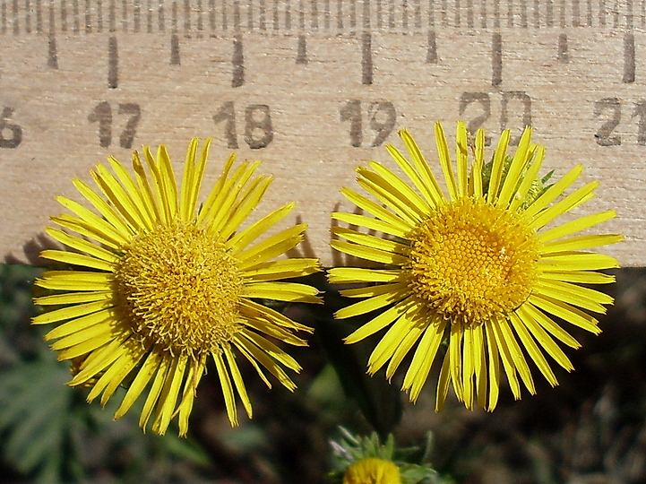 Image of Inula britannica specimen.