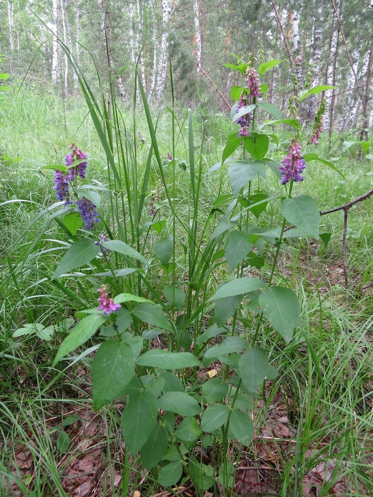 Изображение особи Vicia unijuga.