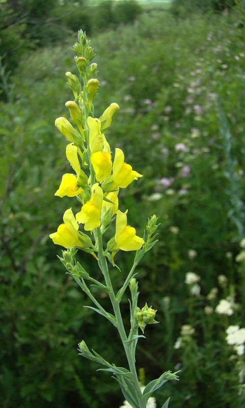 Image of Linaria genistifolia specimen.