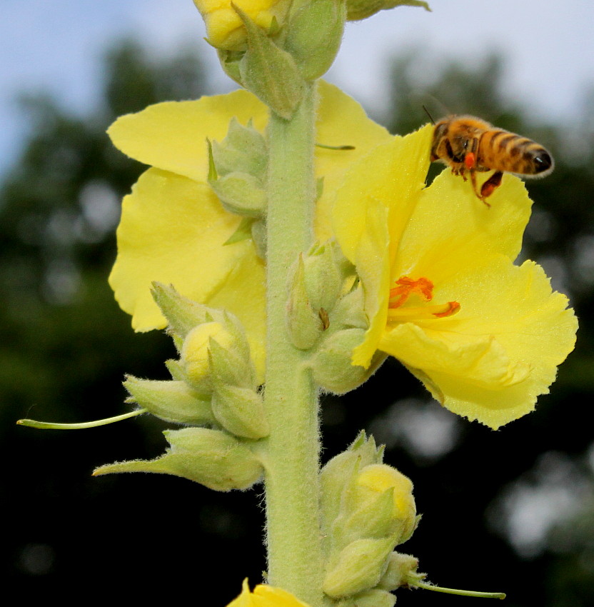 Изображение особи Verbascum phlomoides.