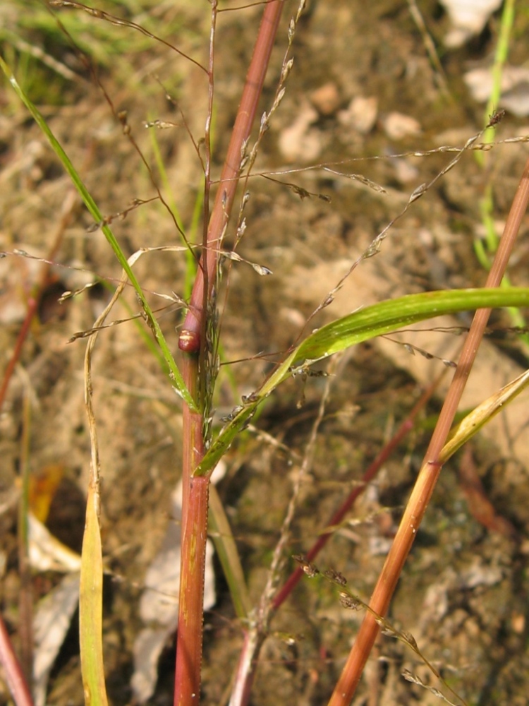 Изображение особи Eragrostis amurensis.